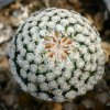 Mammillaria_sancez-mejorade_1